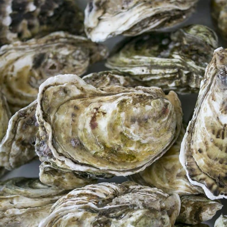 Freshly Shucked Oysters 2