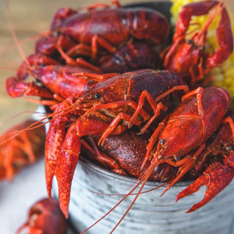 Crawfish_5